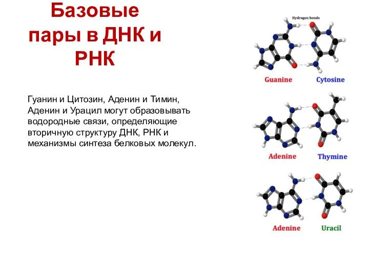 Базовые пары в ДНК и РНК Гуанин и Цитозин, Аденин и Тимин,