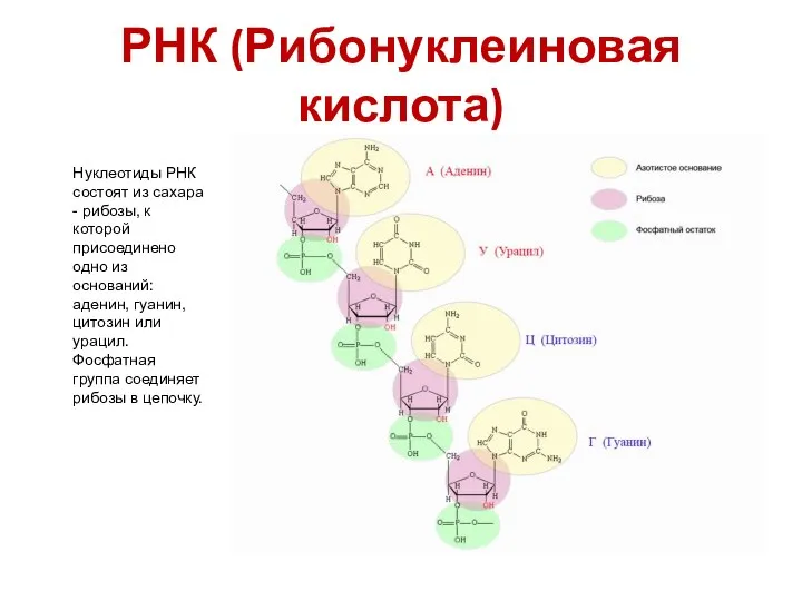 РНК (Рибонуклеиновая кислота) Нуклеотиды РНК состоят из сахара - рибозы, к которой