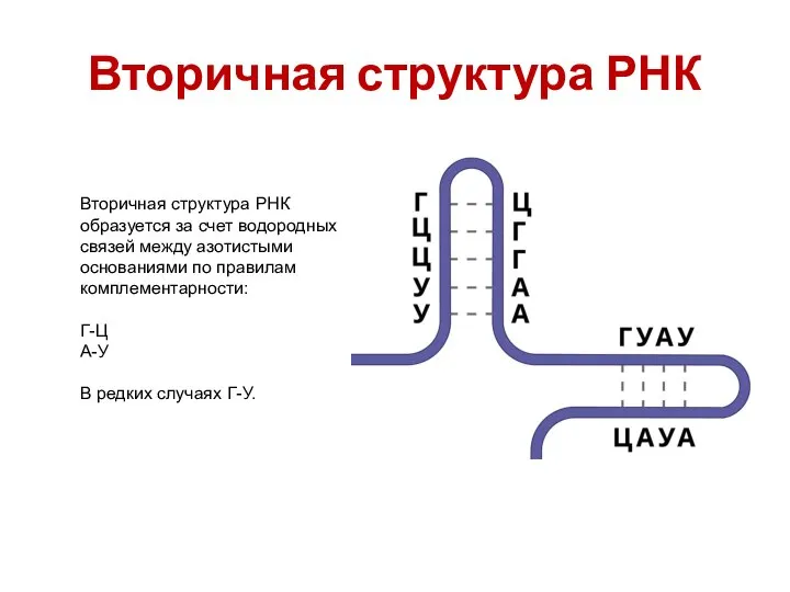 Вторичная структура РНК Вторичная структура РНК образуется за счет водородных связей между