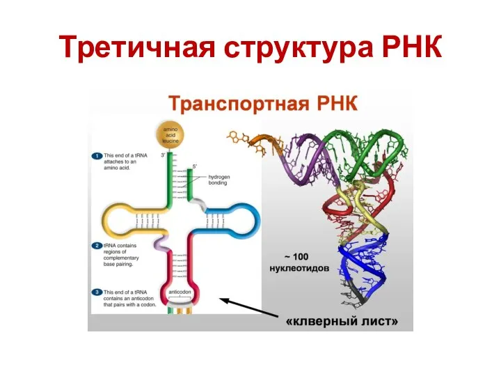 Третичная структура РНК