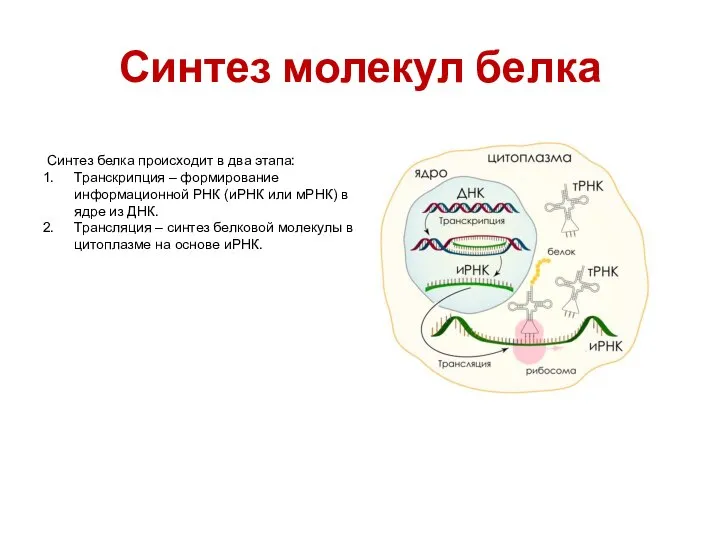 Синтез молекул белка Синтез белка происходит в два этапа: Транскрипция – формирование