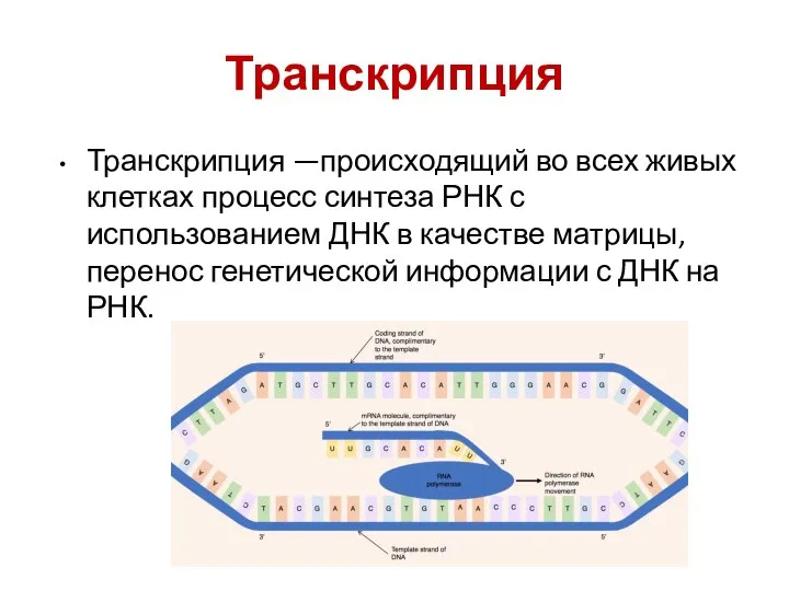 Транскрипция Транскрипция —происходящий во всех живых клетках процесс синтеза РНК с использованием