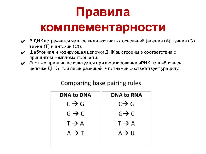Правила комплементарности В ДНК встречается четыре вида азотистых оснований (аденин (A), гуанин