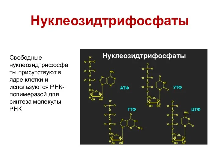 Нуклеозидтрифосфаты Свободные нуклеозидтрифосфаты присутствуют в ядре клетки и используются РНК-полимеразой для синтеза молекулы РНК