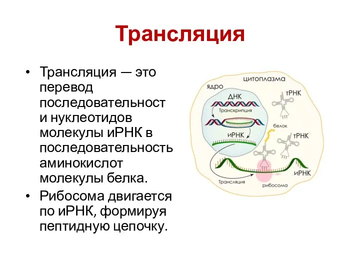 Трансляция Трансляция — это перевод последовательности нуклеотидов молекулы иРНК в последовательность аминокислот