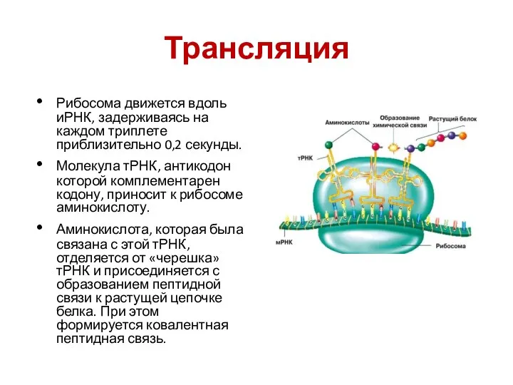 Трансляция Рибосома движется вдоль иРНК, задерживаясь на каждом триплете приблизительно 0,2 секунды.