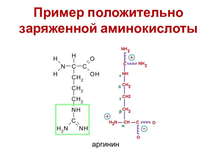 Пример положительно заряженной аминокислоты