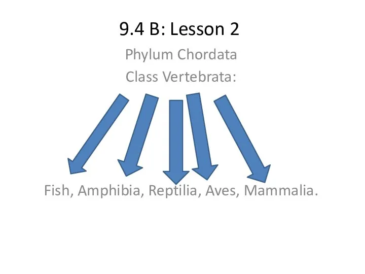 9.4 B: Lesson 2 Phylum Chordata Class Vertebrata: Fish, Amphibia, Reptilia, Aves, Mammalia.