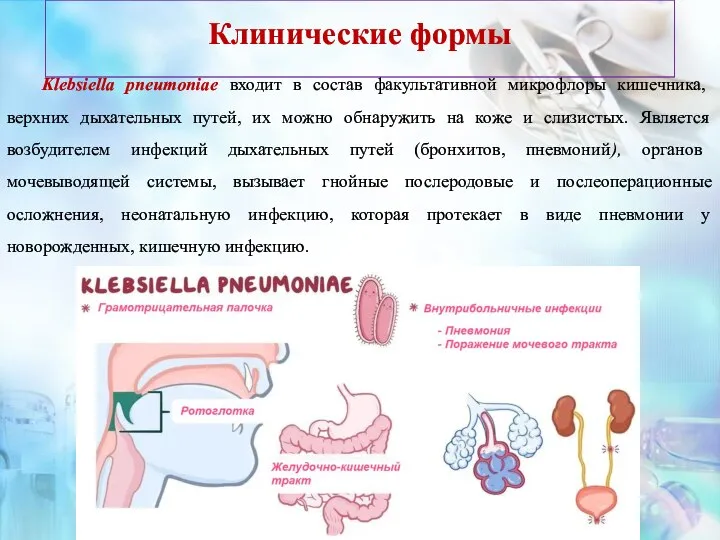 Клинические формы Klebsiella pneumoniae входит в состав факультативной микрофлоры кишечника, верхних дыхательных