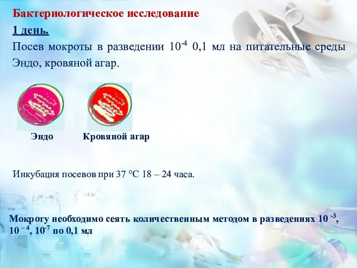 Бактериологическое исследование 1 день. Посев мокроты в разведении 10-4 0,1 мл на