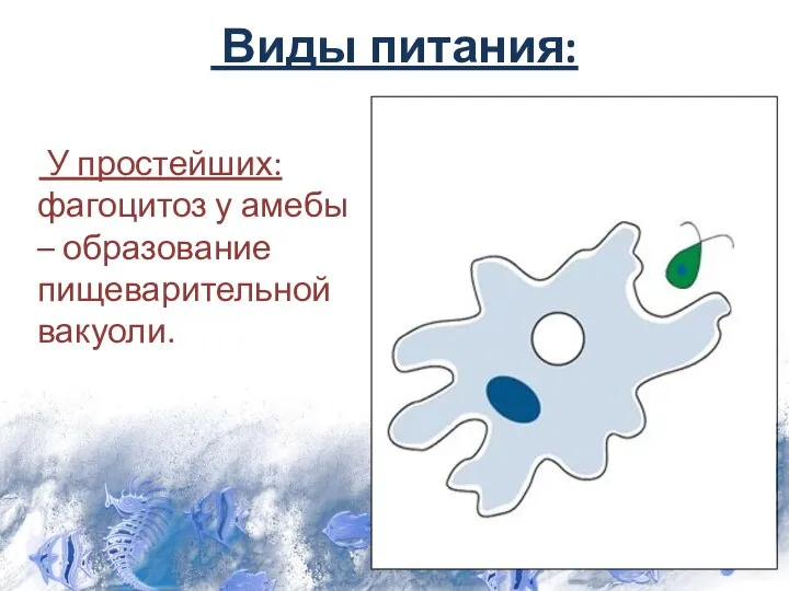 Виды питания: У простейших: фагоцитоз у амебы – образование пищеварительной вакуоли.