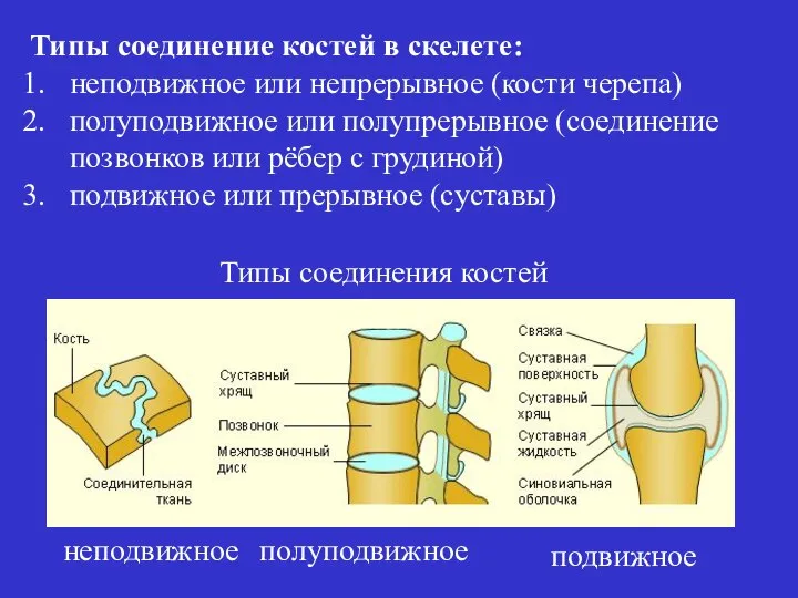Типы соединения костей Типы соединение костей в скелете: неподвижное или непрерывное (кости