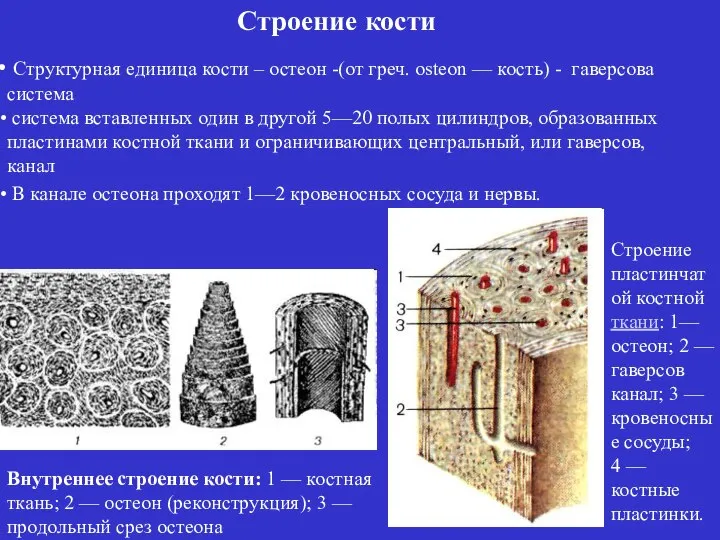 Структурная единица кости – остеон -(от греч. osteon — кость) - гаверсова