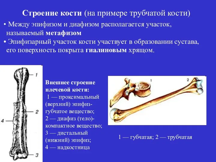 Между эпифизом и диафизом располагается участок, называемый метафизом Эпифизарный участок кости участвует