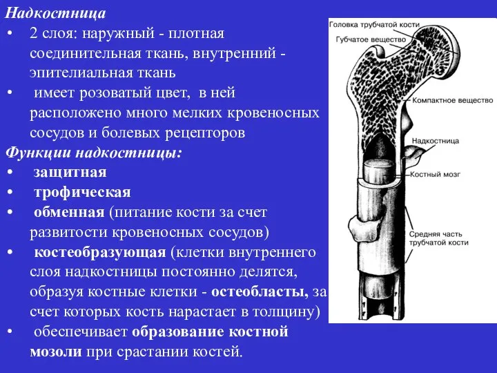 Надкостница 2 слоя: наружный - плотная соединительная ткань, внутренний - эпителиальная ткань