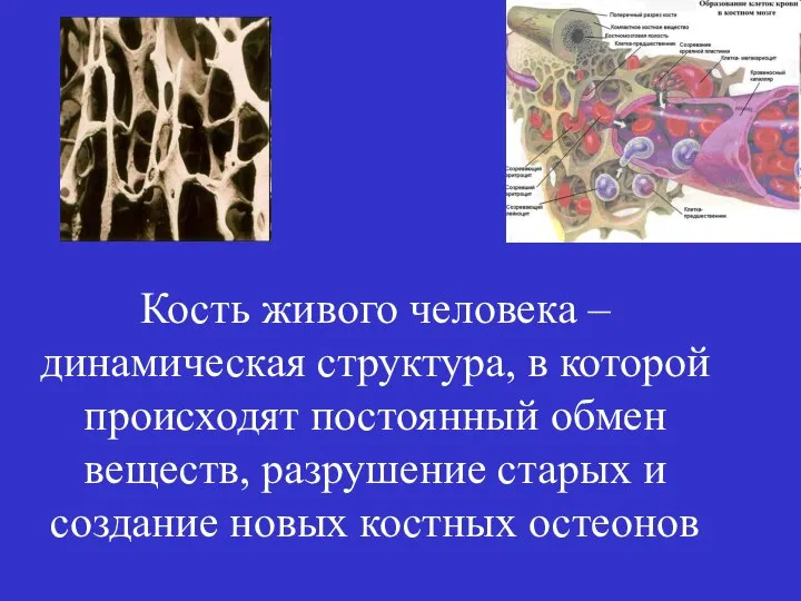 Кость живого человека – динамическая структура, в которой происходят постоянный обмен веществ,