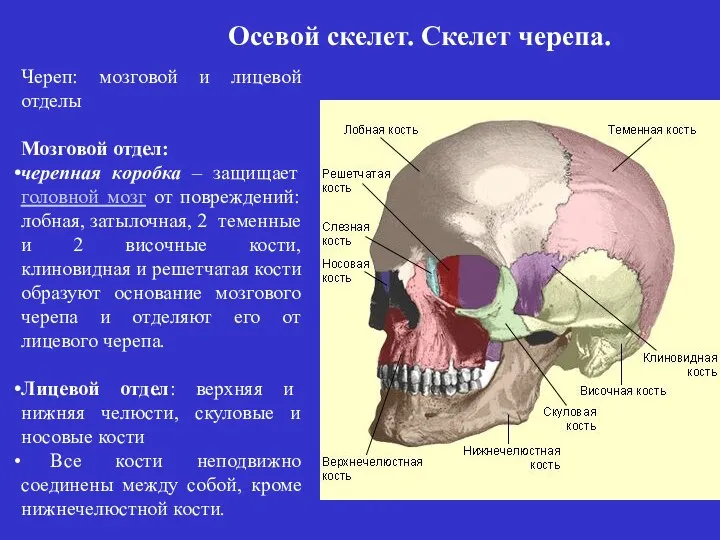 Череп: мозговой и лицевой отделы Мозговой отдел: черепная коробка – защищает головной