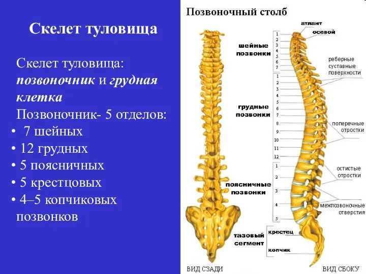 Скелет туловища: позвоночник и грудная клетка Позвоночник- 5 отделов: 7 шейных 12