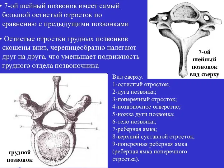 7-ой шейный позвонок имеет самый большой остистый отросток по сравнению с предыдущими