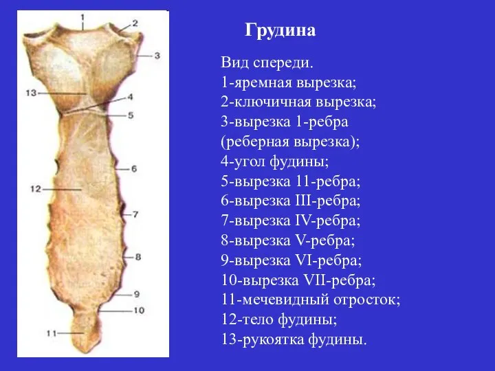 Вид спереди. 1-яремная вырезка; 2-ключичная вырезка; 3-вырезка 1-ребра (реберная вырезка); 4-угол фудины;