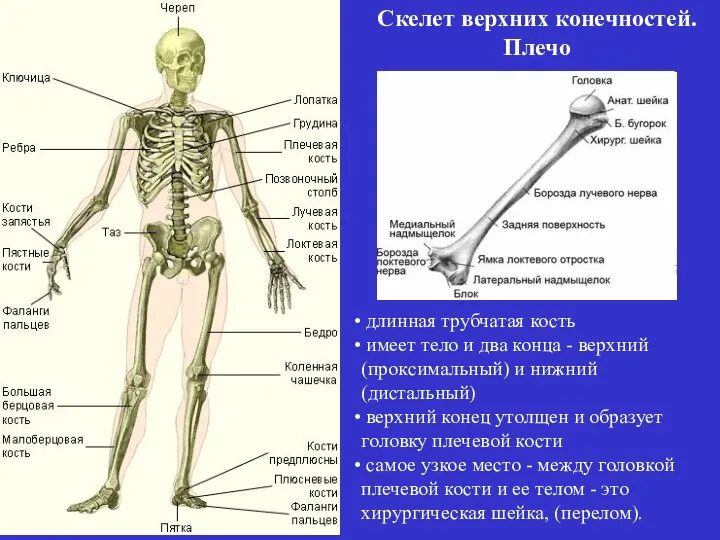 Скелет верхних конечностей. Плечо длинная трубчатая кость имеет тело и два конца