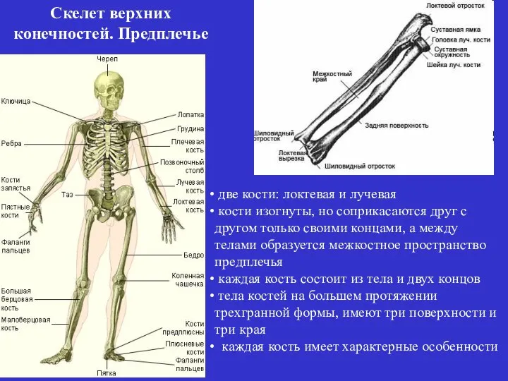Скелет верхних конечностей. Предплечье две кости: локтевая и лучевая кости изогнуты, но