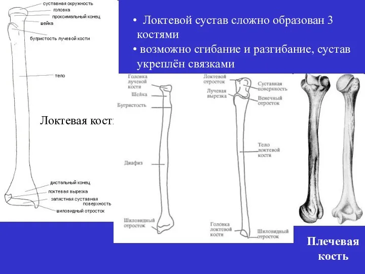 Локтевой сустав сложно образован 3 костями возможно сгибание и разгибание, сустав укреплён