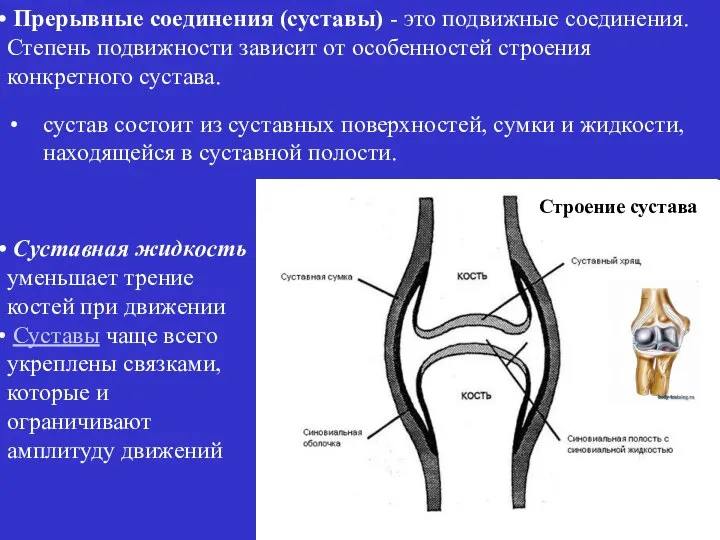 сустав состоит из суставных поверхностей, сумки и жидкости, находящейся в суставной полости.