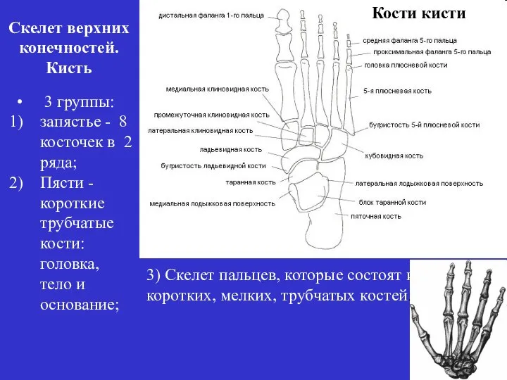 3 группы: запястье - 8 косточек в 2 ряда; Пясти - короткие