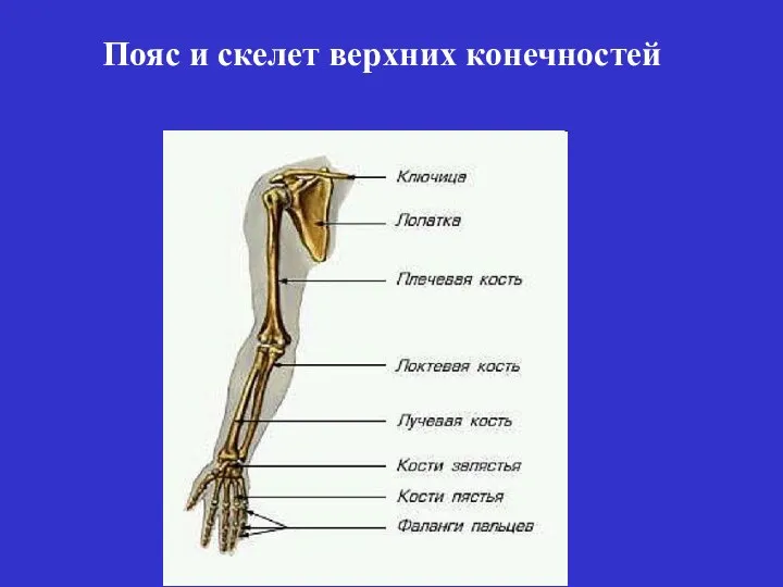 Пояс и скелет верхних конечностей