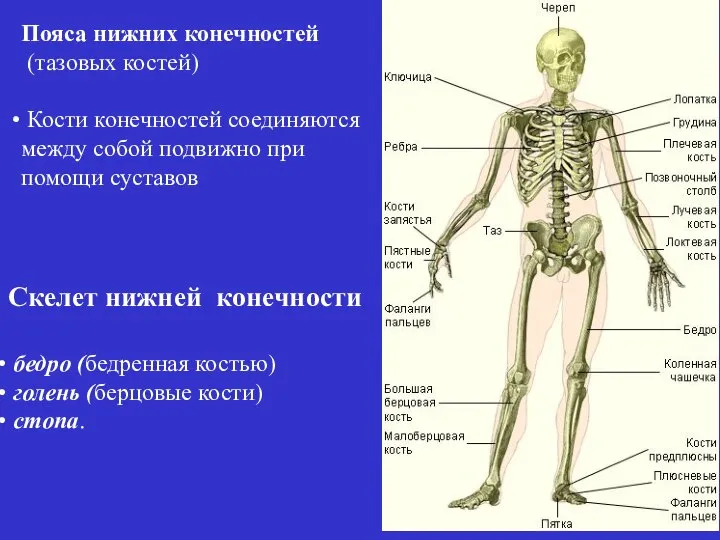 бедро (бедренная костью) голень (берцовые кости) стопа. Скелет нижней конечности Пояса нижних