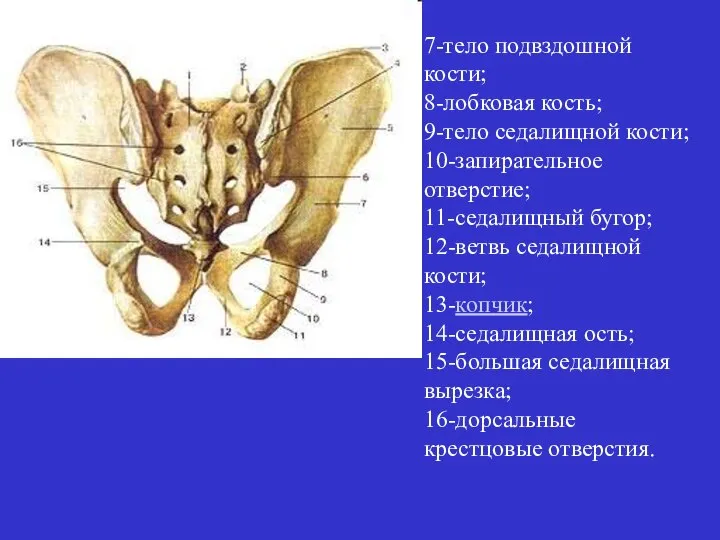 7-тело подвздошной кости; 8-лобковая кость; 9-тело седалищной кости; 10-запирательное отверстие; 11-седалищный бугор;