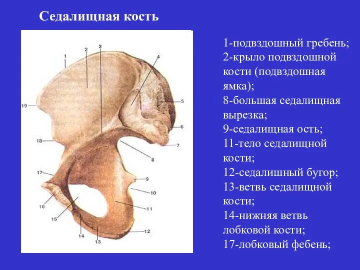 1-подвздошный гребень; 2-крыло подвздошной кости (подвздошная ямка); 8-большая седалищная вырезка; 9-седалищная ость;