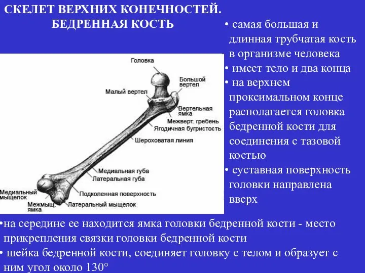самая большая и длинная трубчатая кость в организме человека имеет тело и