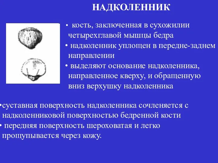 кость, заключенная в сухожилии четырехглавой мышцы бедра надколенник уплощен в передне-заднем направлении