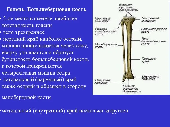 2-ое место в скелете, наиболее толстая кость голени тело трехгранное передний край
