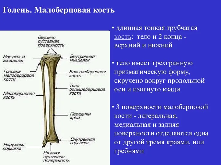 длинная тонкая трубчатая кость: тело и 2 конца - верхний и нижний