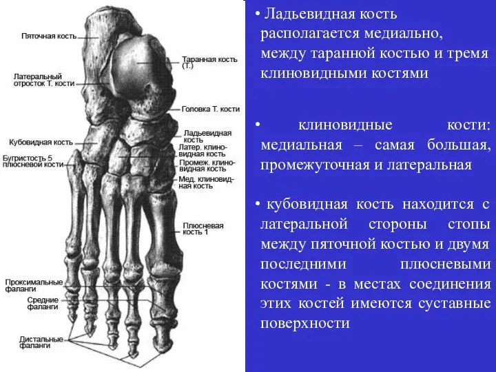 Ладьевидная кость располагается медиально, между таранной костью и тремя клиновидными костями