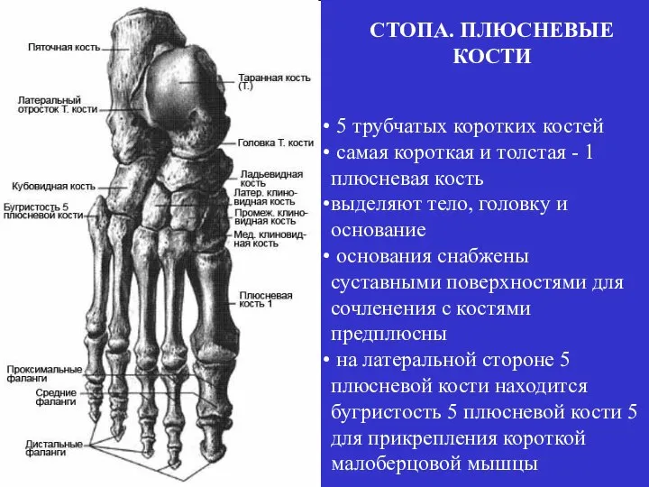 5 трубчатых коротких костей самая короткая и толстая - 1 плюсневая кость
