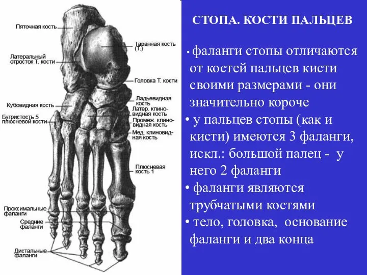 фаланги стопы отличаются от костей пальцев кисти своими размерами - они значительно