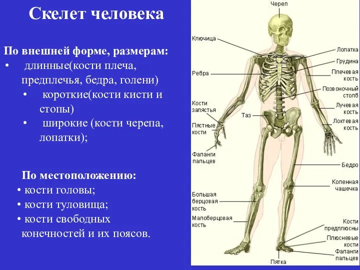 Скелет человека По внешней форме, размерам: длинные(кости плеча, предплечья, бедра, голени) короткие(кости