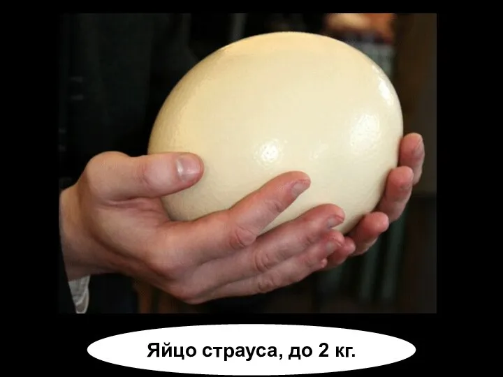 Яйцо страуса, до 2 кг.