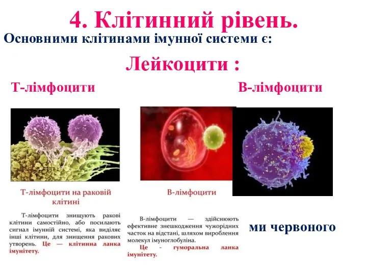 4. Клітинний рівень. Основними клітинами імунної системи є: Лейкоцити : Т-лімфоцити В-лімфоцити