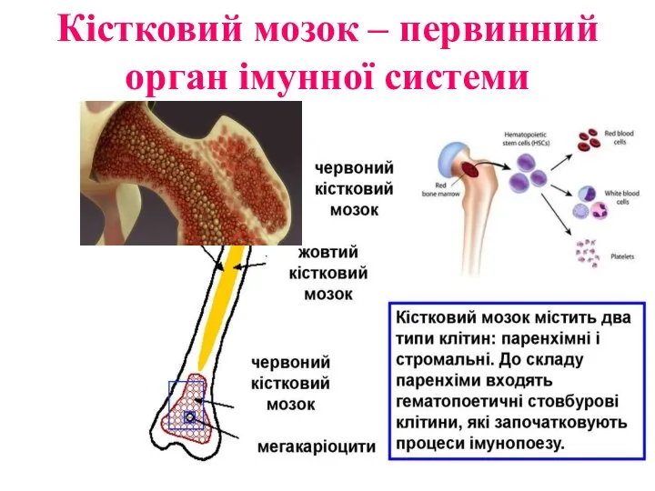 Кістковий мозок – первинний орган імунної системи