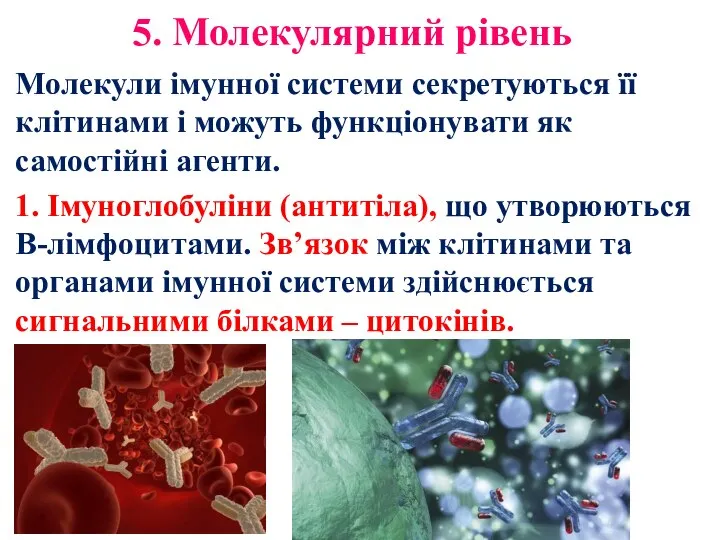 5. Молекулярний рівень Молекули імунної системи секретуються її клітинами і можуть функціонувати