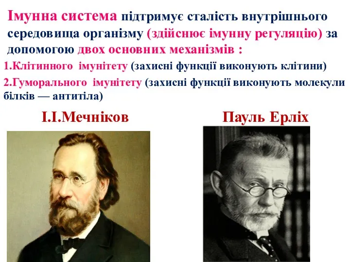 Імунна система підтримує сталість внутрішнього середовища організму (здійснює імунну регуляцію) за допомогою