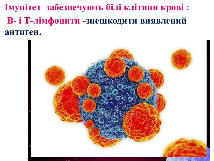 Імунітет забезпечують білі клітини крові : В- і Т-лімфоцити -знешкодити виявлений антиген.