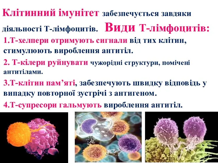 Клітинний імунітет забезпечується завдяки діяльності Т-лімфоцитів. Види Т-лімфоцитів: 1.Т-хелпери отримують сигнали від