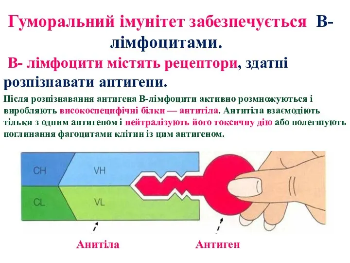 Гуморальний імунітет забезпечується В-лімфоцитами. В- лімфоцити містять рецептори, здатні розпізнавати антигени. Після