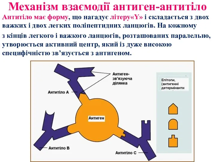 Механізм взаємодії антиген-антитіло Антитіло має форму, що нагадує літеру«Y» і складається з